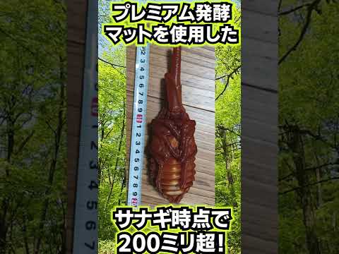 オステオピラス・セプテントリオナリスについて詳しく解説