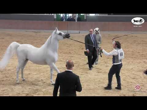 N 68 FRASERA NESHAR   Straight Egyptian World Championship 2021   Stallions 4+ Years Old Class 6B