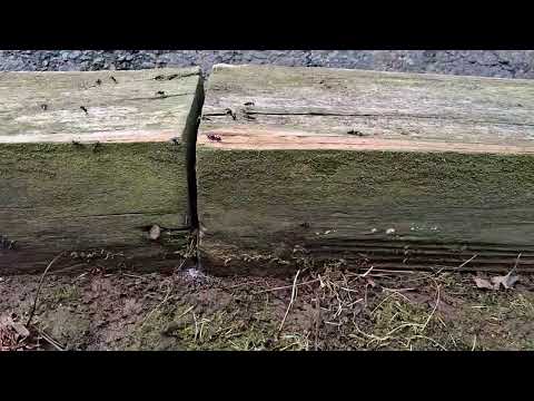 Railroad Ties Loaded with Ants in Martinsville, NJ