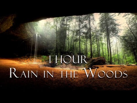 Rain in the Woods | Relaxing Nature Sounds | Soft Rain - no Birds | Forest Ambience | Cozy Cave