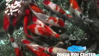 preview picture of video 'Ikan Koi Jogja'