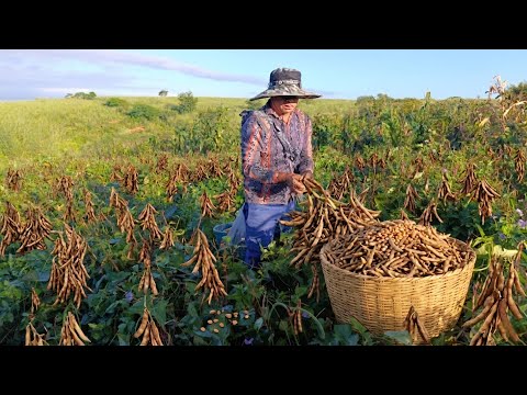É UMA VERDADEIRA FARTURA ESSA ROÇA DE FEIJÃO MILAGRE DA NATUREZA 