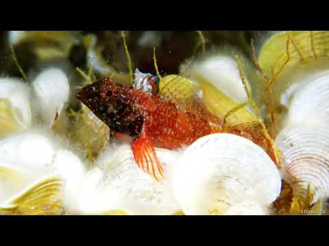 TIHOMIR TV - PJEVČIĆ OŠTRONOSIĆ (Official Educational Video)