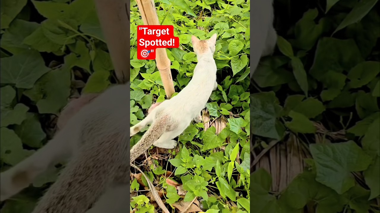 ঝোপের আড়ালে ধসা কি খুঁজছে? 🧐 শেষে চমক আছে! #DhosaCat #Shorts #Viral
