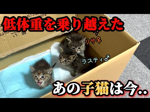 What are the three underweight pheasant siblings doing now after being rescued? (Part 2)