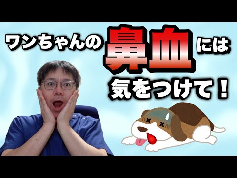 犬の鼻血:原因