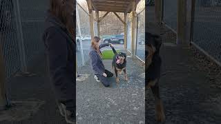 Video preview image #1 Rottweiler-Unknown Mix Puppy For Sale in Dellslow, WV, USA