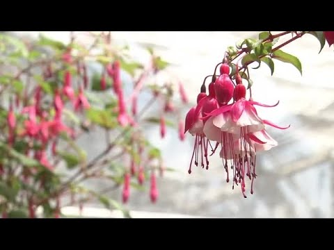 園芸 ケープフクシア