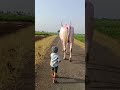 Mudhol Race Bulls ️ ️ ️ Cow Bullfarm Dancemusic Bull Murraha Djmusic Automobile