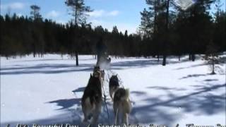 preview picture of video 'Jet -Sleddogs Husky Adventure Sweden'