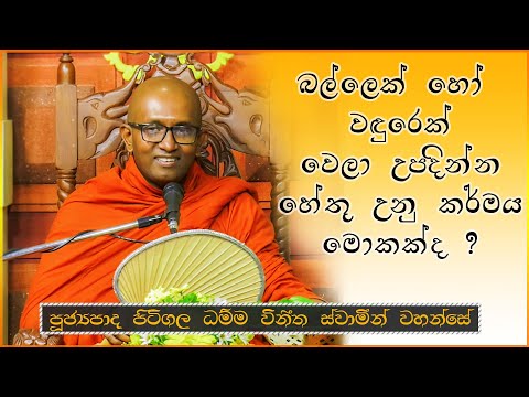 Ven. Pitigala Dhamma Vineetha  Thero | මල්ලව ආරච්චි පවුලේ දූ පුතුන් සහ මුණුපුරු මිණිපිරියන් | EP 66