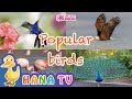 Popular Birds English For Kids