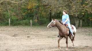 Riding Indy, Appaloosa gelding - trotting