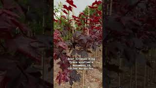 Acer crimson king trees available from November as a bare root tree. Nationwide delivery available
