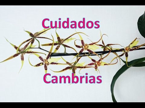 , title : 'Cuidado de orquideas Cambria'