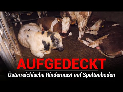, title : 'Das Tierleid in der österreichischen Rindermast'