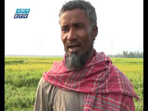 দেশের উত্তরাঞ্চলে রোপা-আমন ও ইরি-বোরো ধানের ব্যপক ক্ষতি