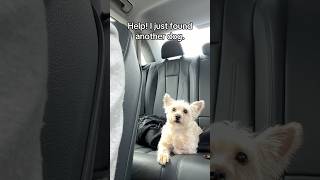 😳Found EXPENSIVE Dog! #dogmomyoutube #dogmom #puppy #terrier #yorkie #pets #westiedog #canecorso