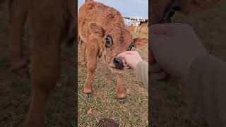 This video will have you laughing so hard you oink!! 🐷😆