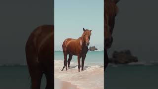 Download lagu Wild paradise hotel on remote Indonesian Island, welcome to NIHI Sumba 🌴🧡 mp3