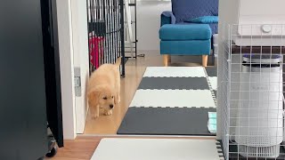 【Two and a half months after birth】He can now live without a circle or gauge Golden retriever pu
