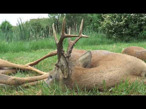 Zwei alte Rehböcke werden in Masuren erlegt! Two old roebucks get downed in Masuria!