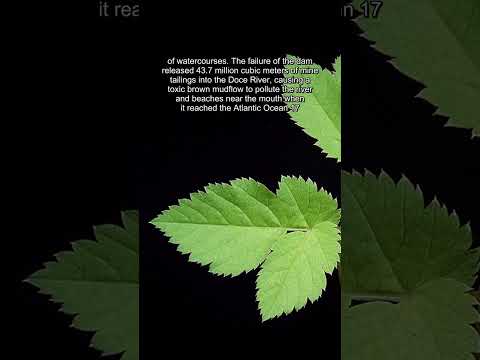 Mariana Dam Disaster: Largest Tailings Dam Collapse in History