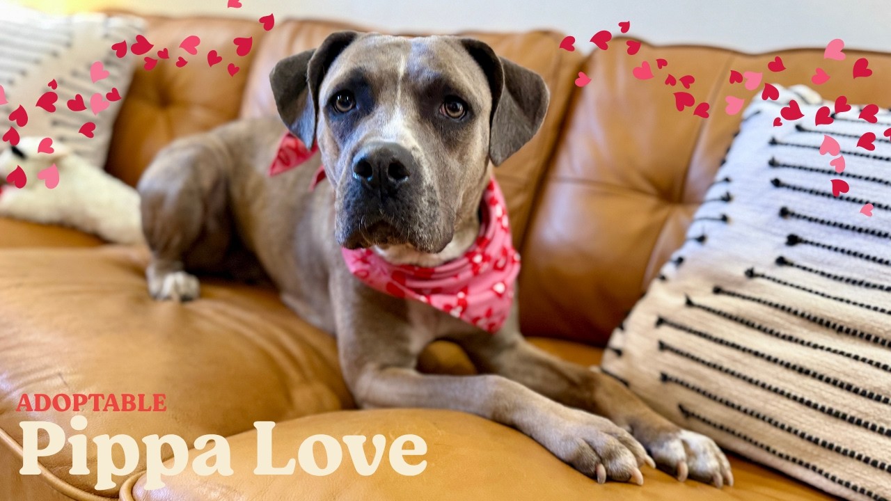 Pippa Love Secret Keeper, a Adoptable mixed breed in Blaine, WA video 6/6