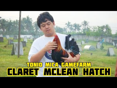 Claret Mclean Hatch - Tonio Mica Gamefarm - Tonio Romulo - Silang, Cavite, Philippines