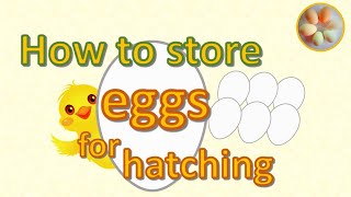 How to store fertile eggs for hatching