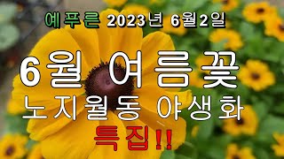 6월 더운 여름에도 예쁜꽃을 피는 노지월동 야생화 전국택배가능