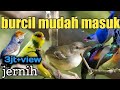 Masteran Burung Kecil Masteran Burung Kecil Nembak Beset Tajam
