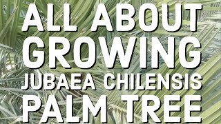 All about growing Jubaea Chilensis