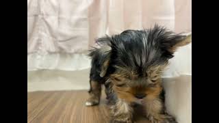 ヨークシャーテリアの動画01