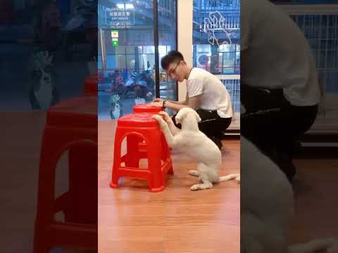 Best video of the year must-watch #ShortVideo #Trending #Dog