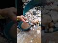 #traditionalgoldmining no one expected they overlooked a treasure trove of gold! #goldrush #usa