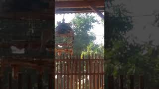 Download lagu Perkutut Albino mp3 Download lagu Perkutut Albino mp3