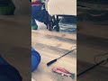 Tuxedo Cat Runs Away