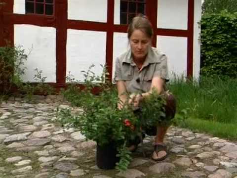 Japansk Kvæde - Chaenomeles (Planter)