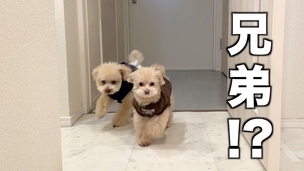 兄の犬を預かった数日間、不仲だった２匹の関係に変化が...【トイプードル】