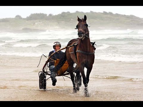 2009 RX Plastics Asburton Flying Stakes 2400M New Zealand : Karloo Mick (2:01:6)