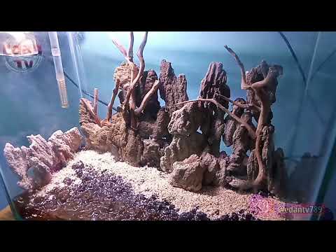 bikin-aquascape-tematebing-amazon-party-1