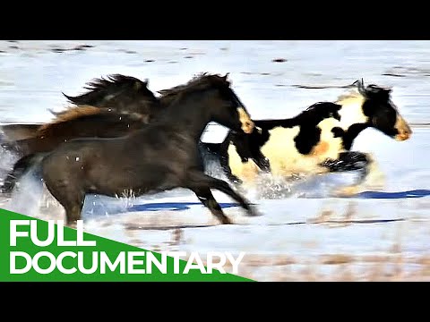 8000 Miles to Alaska: A Journey Along the World's Longest Border