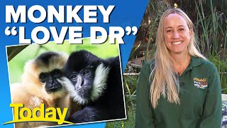 Monkey 'love doctor' tells all on saving endangered species | Today Show Australia