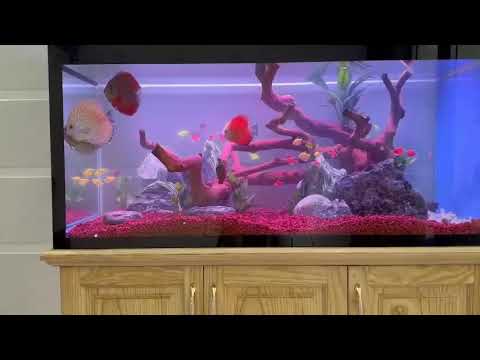 HỒ CÁ ĐẸP CHO KHÁCH HÀNG THÂN YÊU! CÁ CẢNH TRƯỜNG THÀNH VŨNG TÀU - 0967 41 85 41