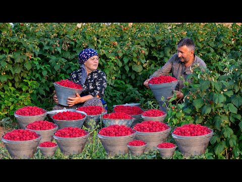 Harvesting Organic Raspberries and Winter Prep: Stocking Up for the Cold Months