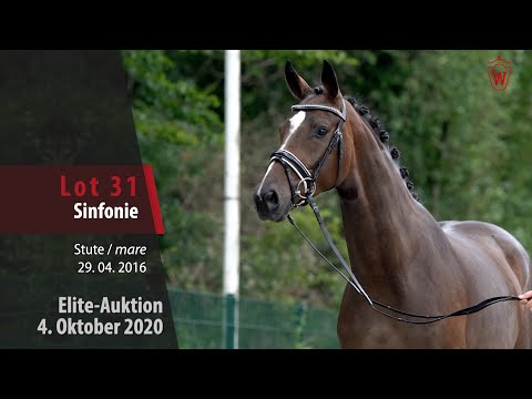 Elite-Auktion 4. Oktober 2020 Lot 31 Sinfonie Stute v. Sir Heinrich - Conceicao