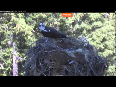 Ospreycam 4 10 14 serious nest building