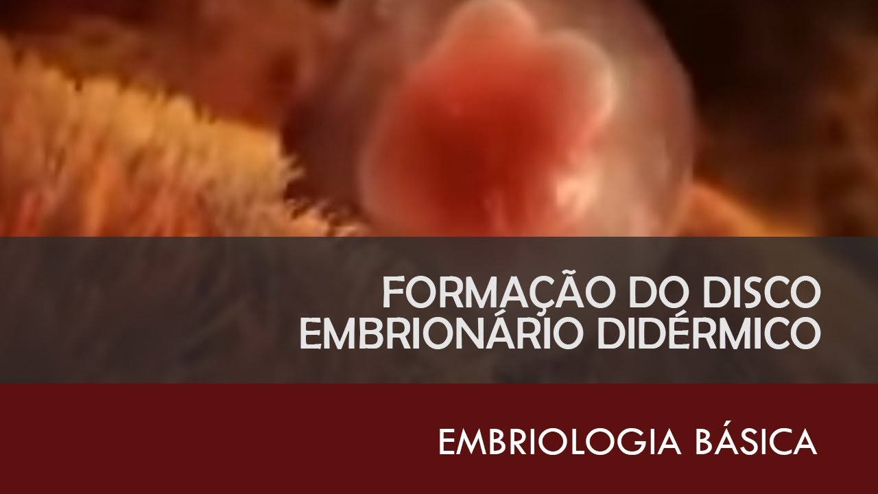 Aula 2 | Formação do disco embrionário didérmico | EMBRIOLOGIA BÁSICA