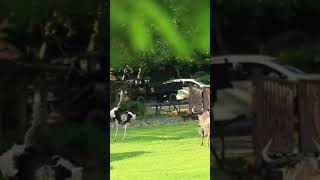 Big bird ostrich video |    Ostrich running  #bird #nature